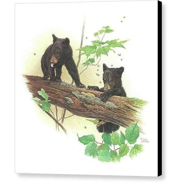 Black Bear Cubs by Glen Loates, gallery canvas with black wrapped edges