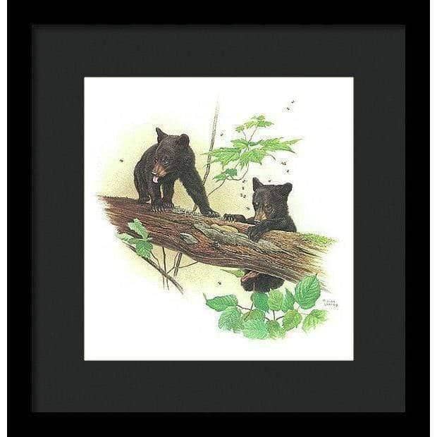 Black Bear Cubs - Framed Print | Artwork by Glen Loates