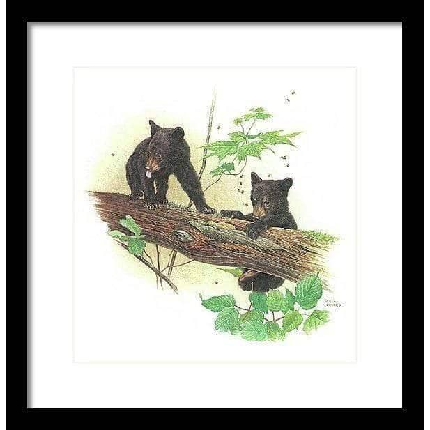 Black Bear Cubs - Framed Print | Artwork by Glen Loates