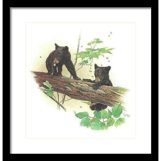 Black Bear Cubs - Framed Print | Artwork by Glen Loates