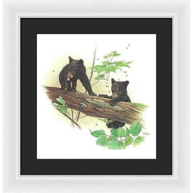 Black Bear Cubs - Framed Print | Artwork by Glen Loates