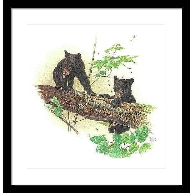 Black Bear Cubs - Framed Print | Artwork by Glen Loates