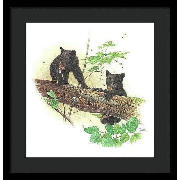 Black Bear Cubs - Framed Print | Artwork by Glen Loates