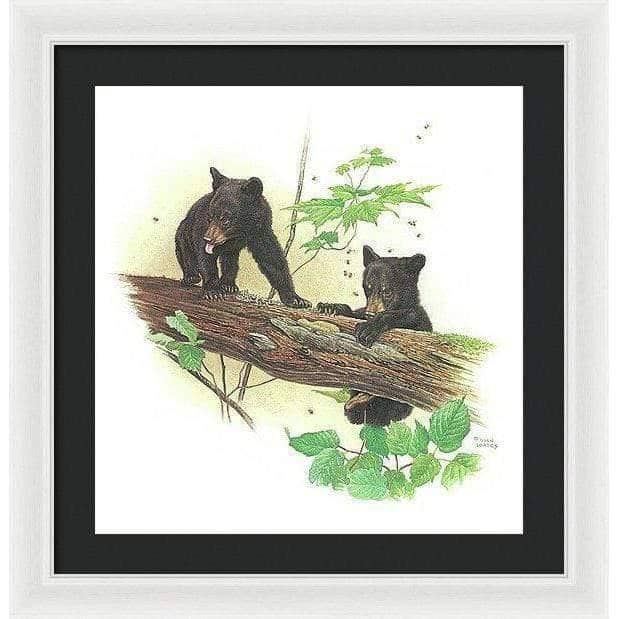 Black Bear Cubs - Framed Print | Artwork by Glen Loates