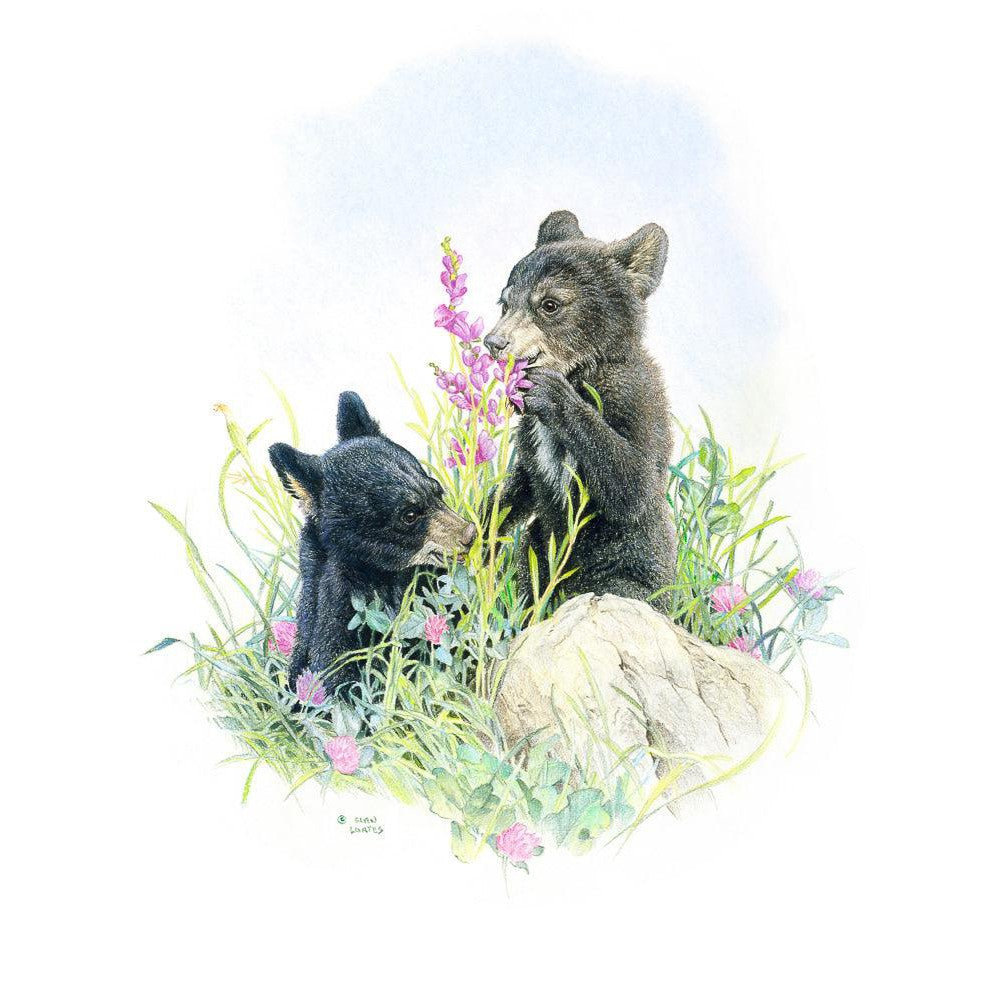 Black Bear Cubs in Grass - Framed Print | Artwork by Glen Loates