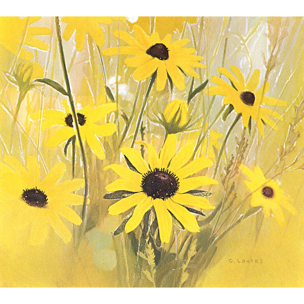Black Eyed Susan - Canvas Print | Artwork by Glen Loates