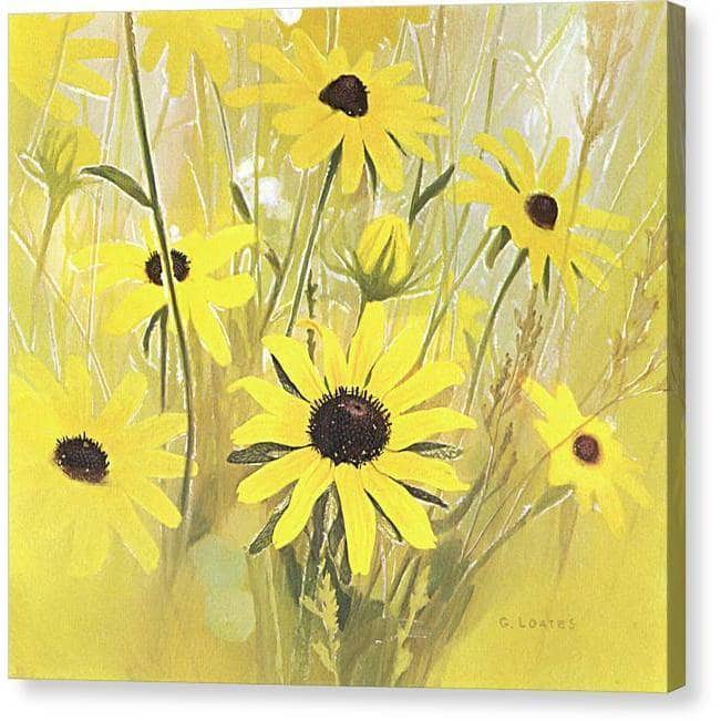 Rudbeckia par Glen Loates, toile de galerie aux bords enveloppés en miroir