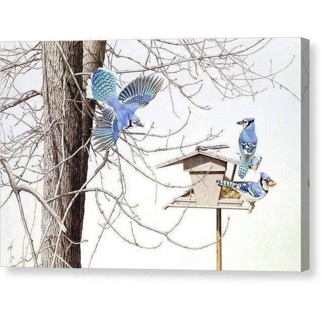 Blue Jays At My Feeder - Canvas Print | Artwork by Glen Loates