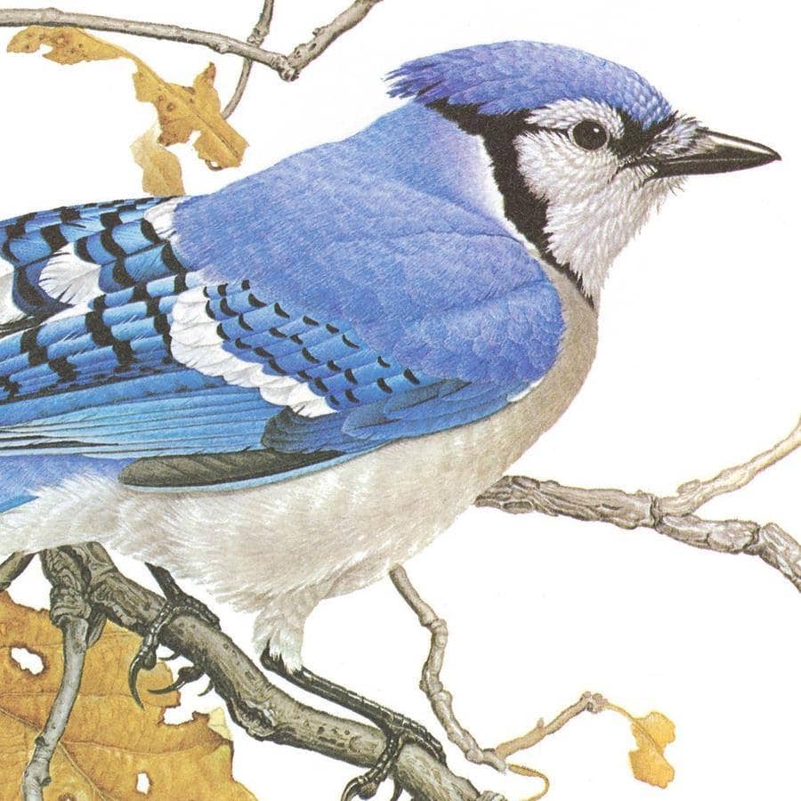 Blue Jays - Canvas Print | Artwork by Glen Loates