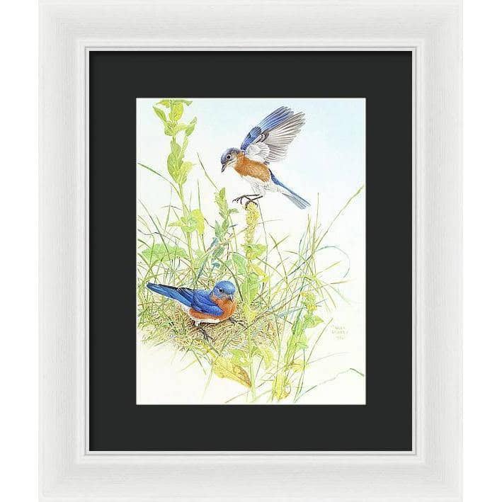 Bluebirds - Framed Print | Artwork by Glen Loates