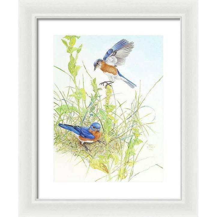 Bluebirds - Framed Print | Artwork by Glen Loates