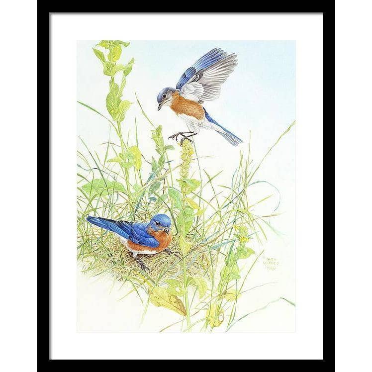 Bluebirds - Framed Print | Artwork by Glen Loates