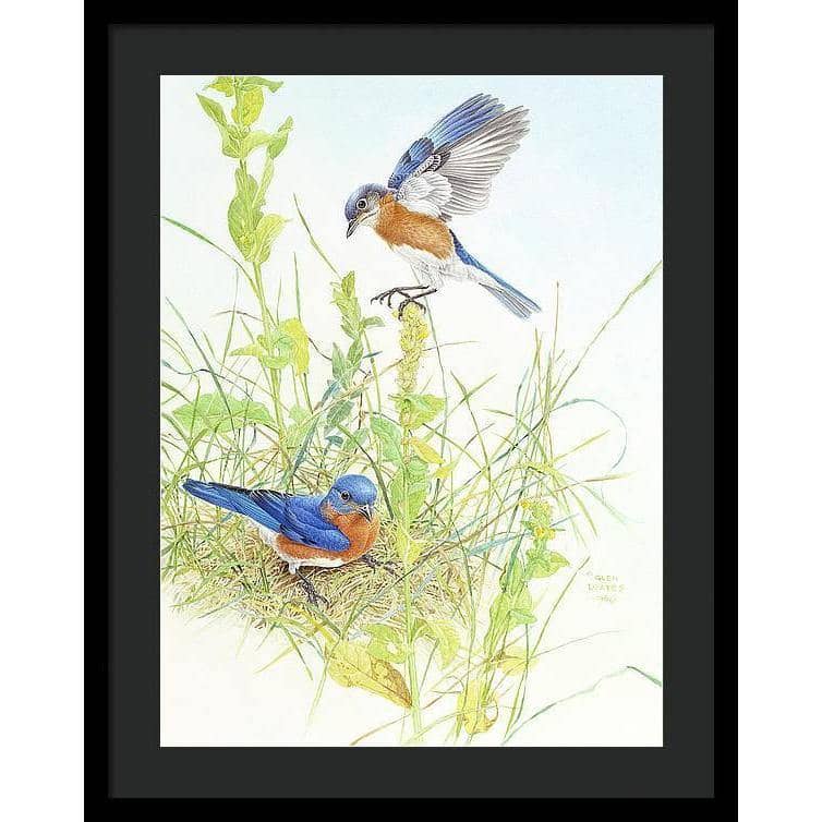 Bluebirds - Framed Print | Artwork by Glen Loates