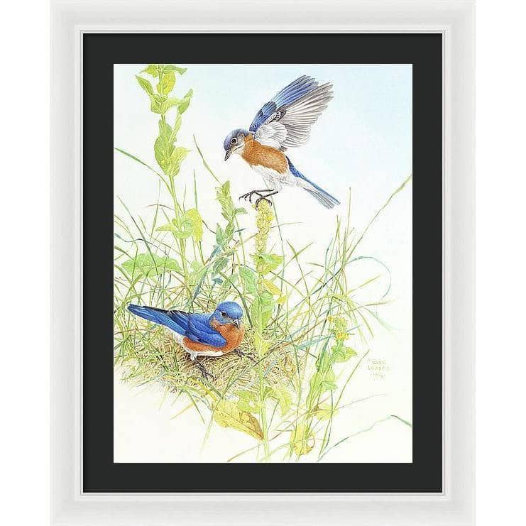 Bluebirds - Framed Print | Artwork by Glen Loates