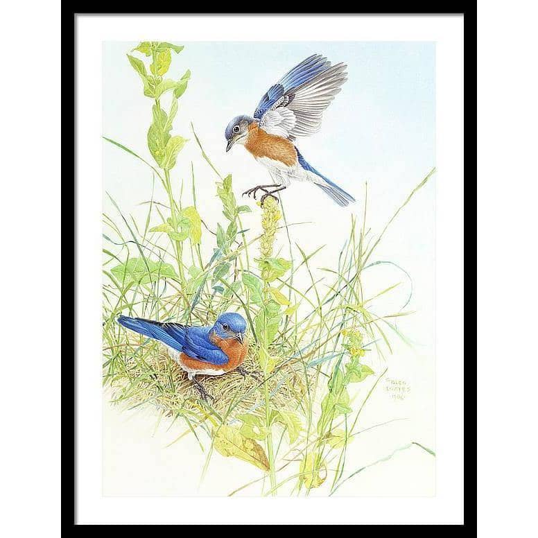 Bluebirds - Framed Print | Artwork by Glen Loates