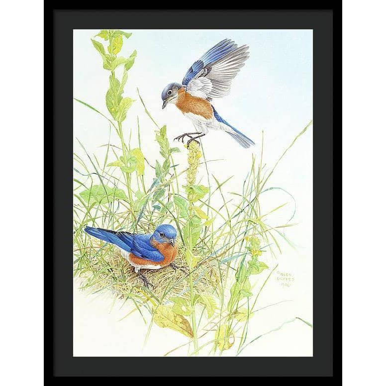 Bluebirds - Framed Print | Artwork by Glen Loates