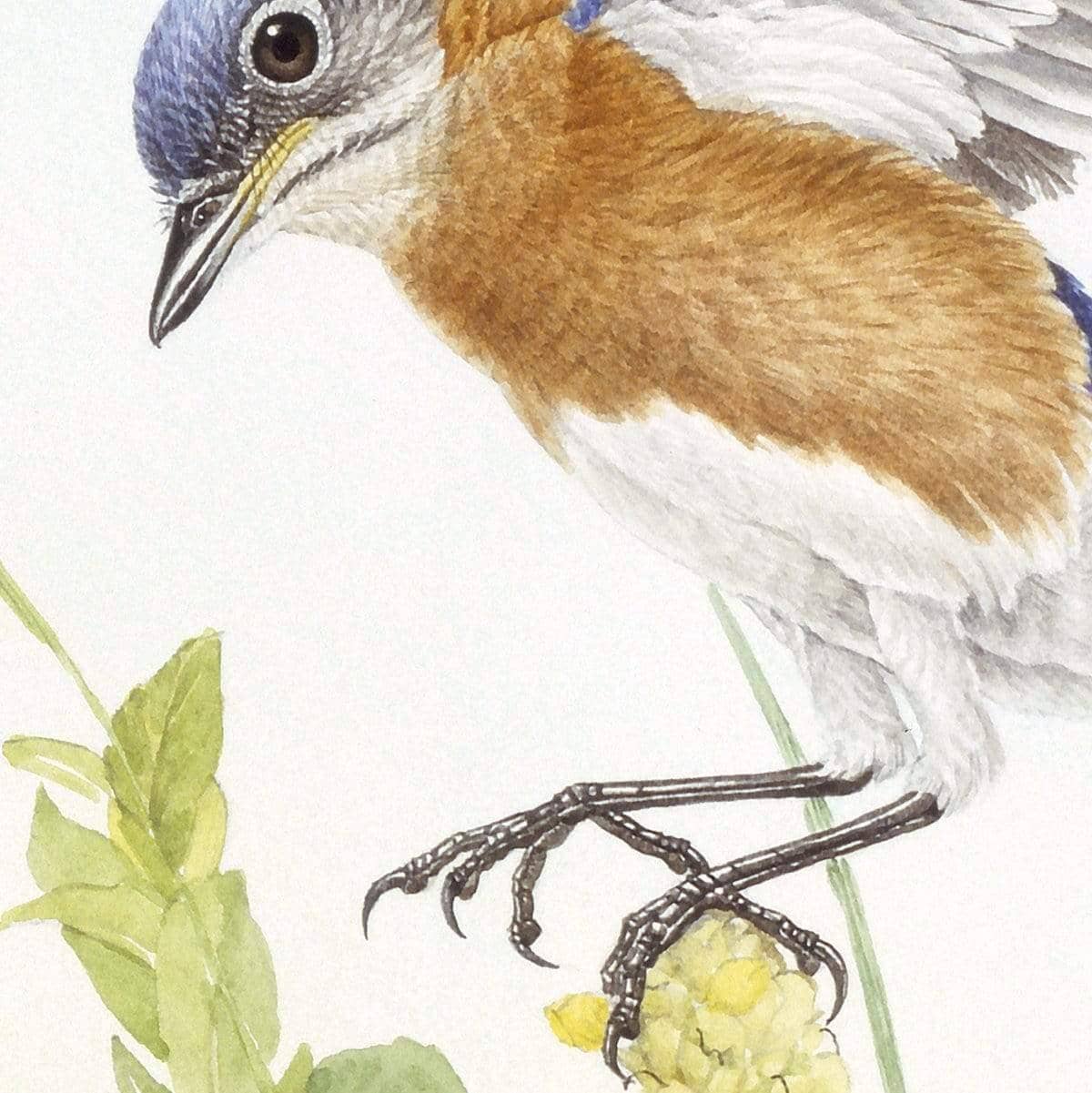 Bluebirds - Framed Print | Artwork by Glen Loates