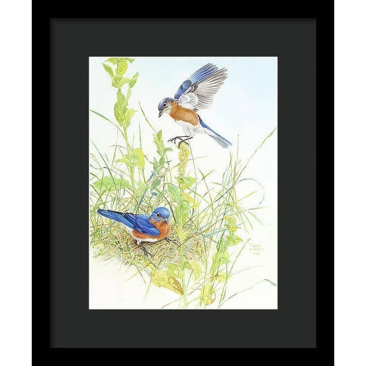 Bluebirds - Framed Print | Artwork by Glen Loates