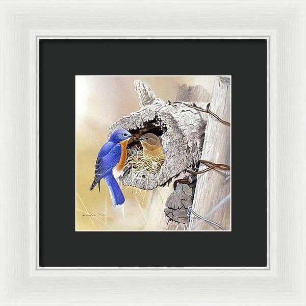 Bluebirds In Nest - Framed Print | Artwork by Glen Loates