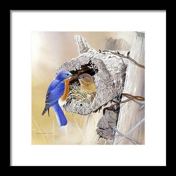 Bluebirds In Nest - Framed Print | Artwork by Glen Loates