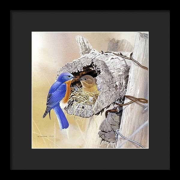 Bluebirds In Nest - Framed Print | Artwork by Glen Loates