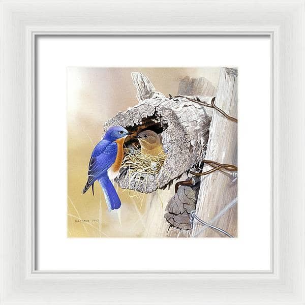 Bluebirds In Nest - Framed Print | Artwork by Glen Loates