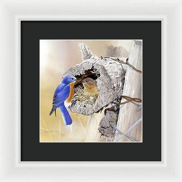 Bluebirds In Nest - Framed Print | Artwork by Glen Loates