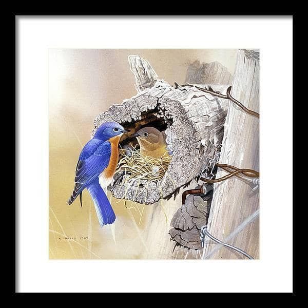 Bluebirds In Nest - Framed Print | Artwork by Glen Loates