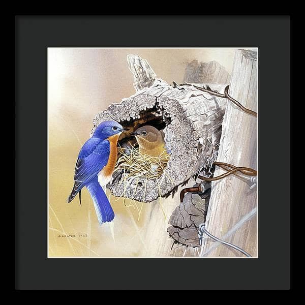 Bluebirds In Nest - Framed Print | Artwork by Glen Loates