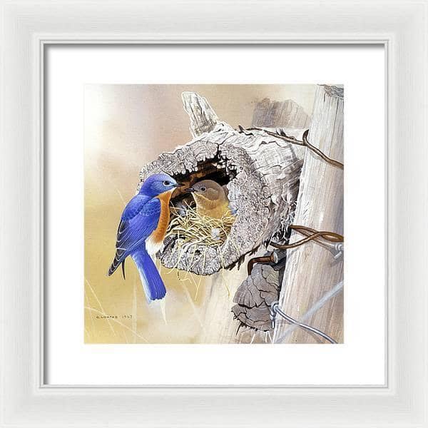 Bluebirds In Nest - Framed Print | Artwork by Glen Loates