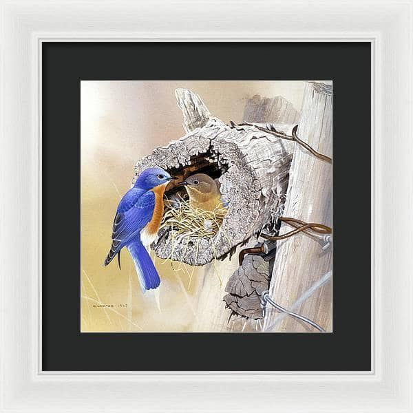 Bluebirds In Nest - Framed Print | Artwork by Glen Loates