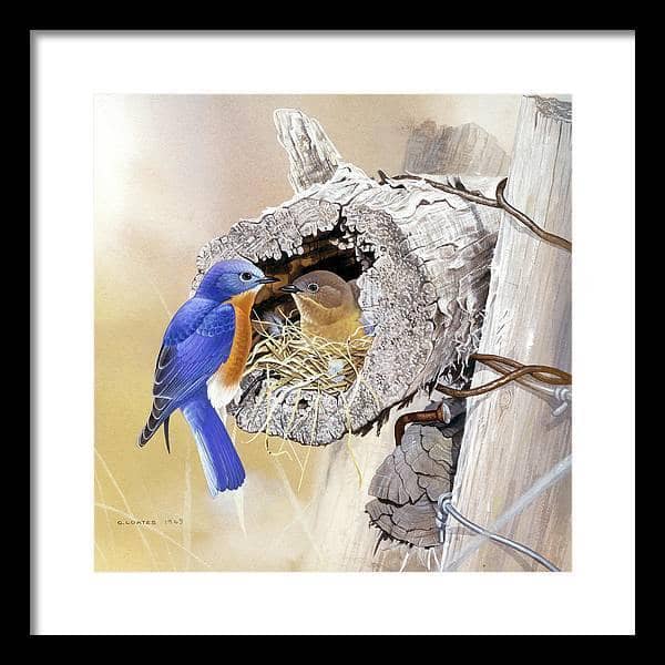 Bluebirds In Nest - Framed Print | Artwork by Glen Loates