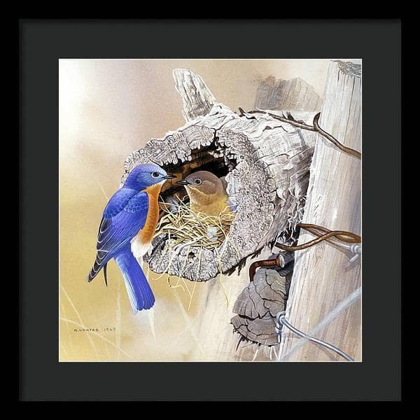 Bluebirds In Nest - Framed Print | Artwork by Glen Loates