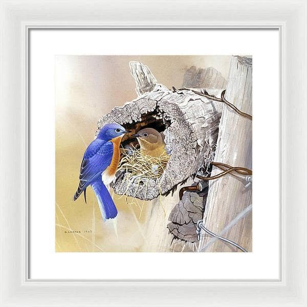 Bluebirds In Nest - Framed Print | Artwork by Glen Loates