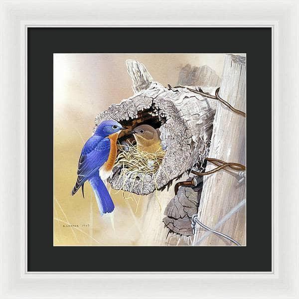 Bluebirds In Nest - Framed Print | Artwork by Glen Loates
