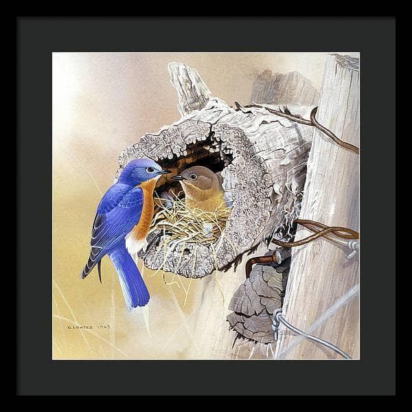 Bluebirds In Nest - Framed Print | Artwork by Glen Loates