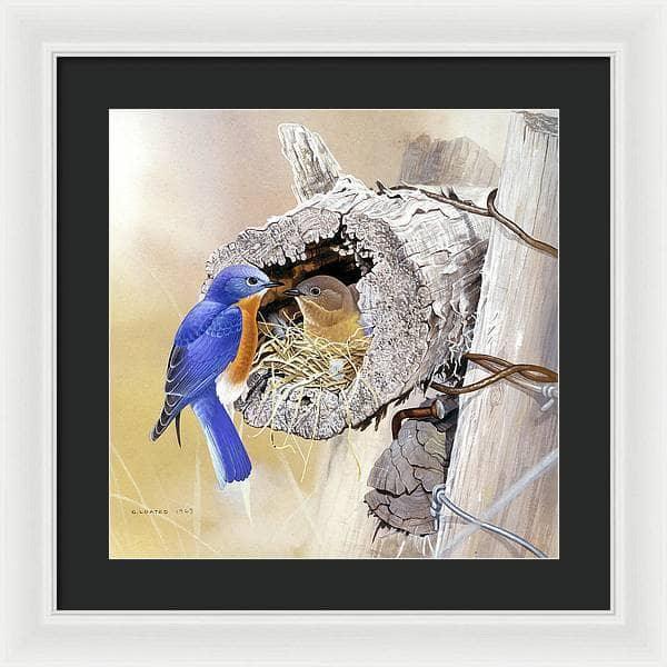 Bluebirds In Nest - Framed Print | Artwork by Glen Loates