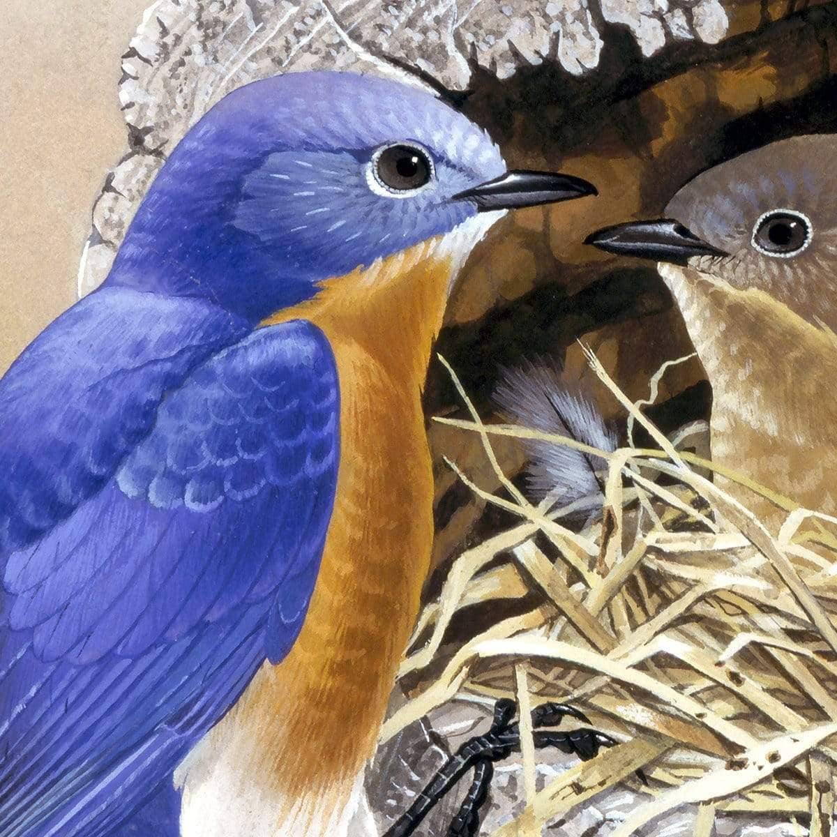 Bluebirds In Nest - Framed Print | Artwork by Glen Loates