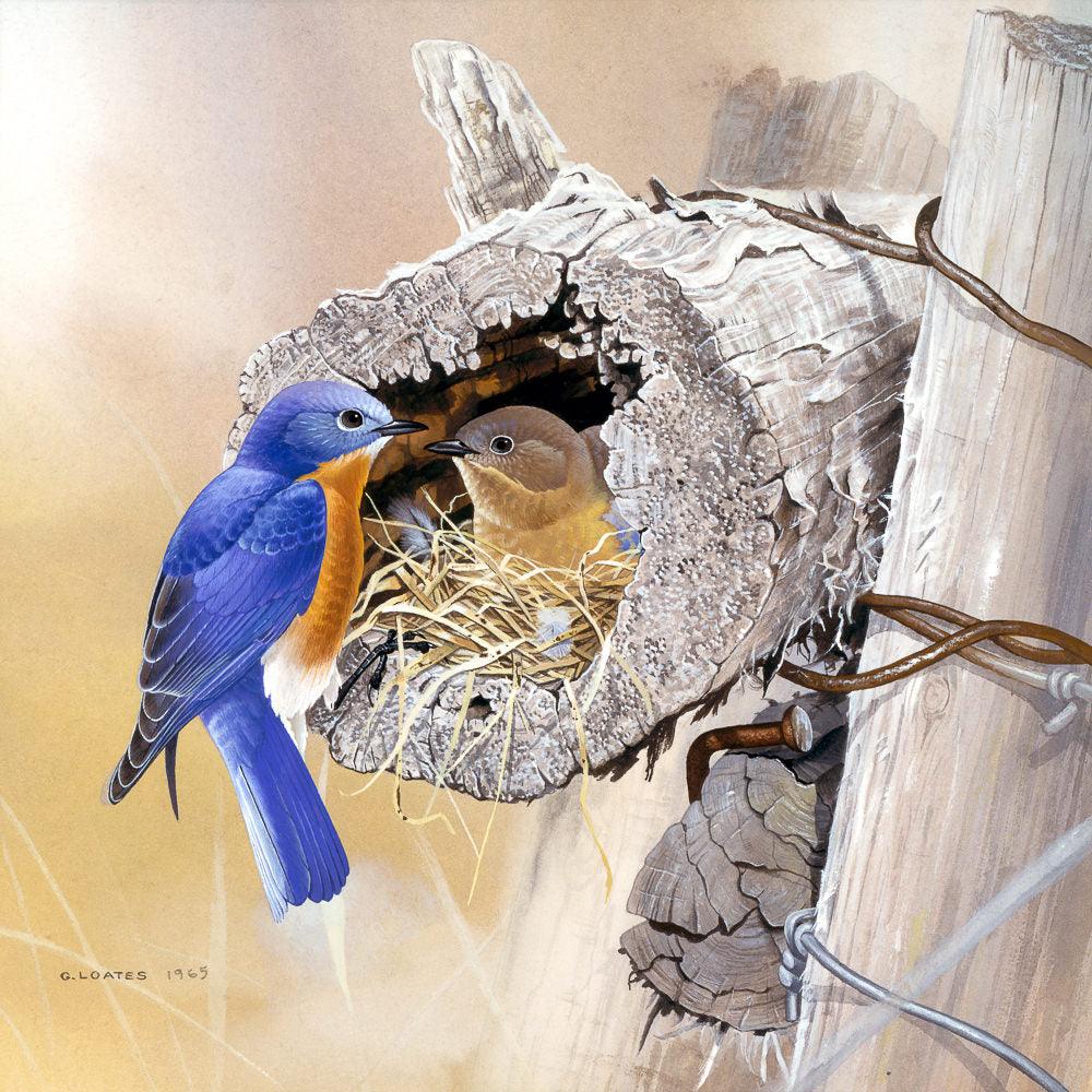 Bluebirds In Nest - Framed Print | Artwork by Glen Loates