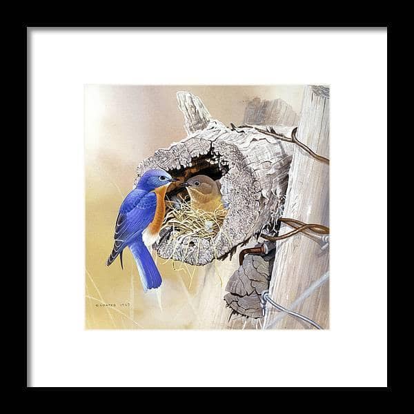 Bluebirds In Nest - Framed Print | Artwork by Glen Loates