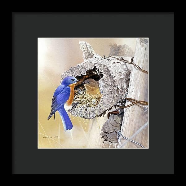 Bluebirds In Nest - Framed Print | Artwork by Glen Loates
