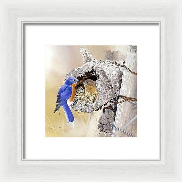Bluebirds In Nest - Framed Print | Artwork by Glen Loates