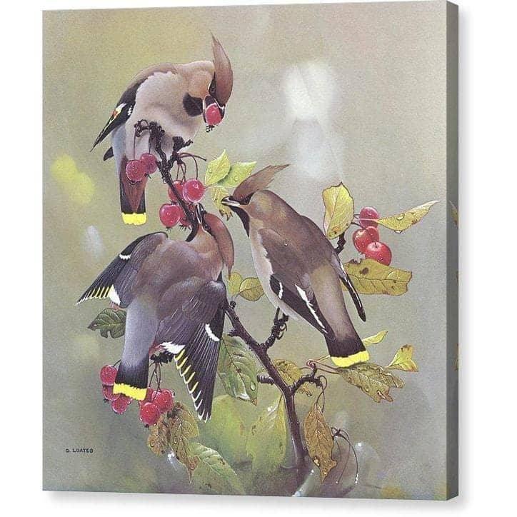 Bohemian Waxwing by Glen Loates, gallery canvas: Bohemian waxwings feeding on red berries among autumn leaves