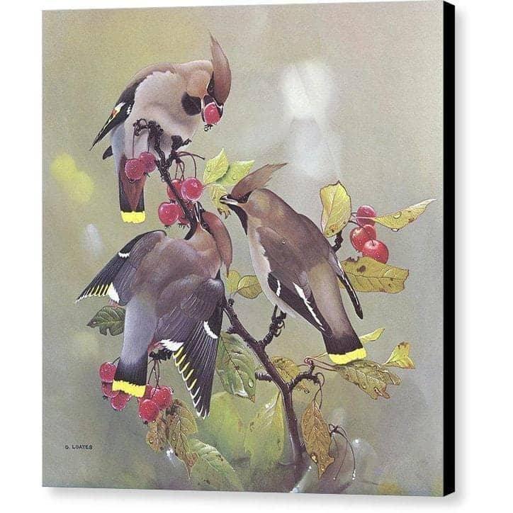 Bohemian Waxwing - Canvas Print | Artwork by Glen Loates