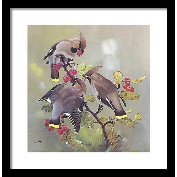 Bohemian Waxwing - Framed Print | Artwork by Glen Loates