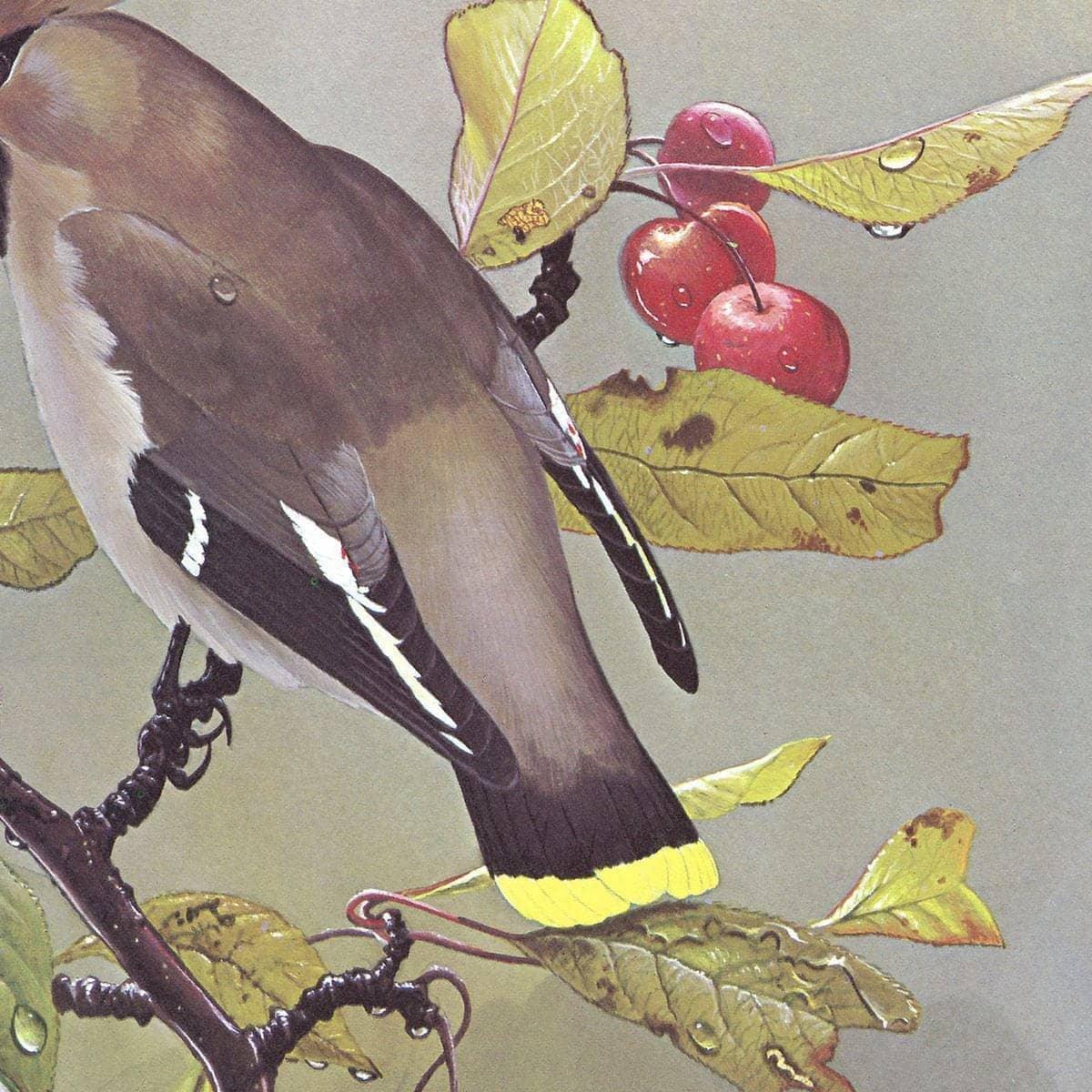Bohemian Waxwing - Framed Print | Artwork by Glen Loates