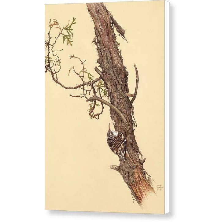 Brown Creeper by Glen Loates, gallery canvas: a brown creeper climbing the bark of a weathered tree trunk