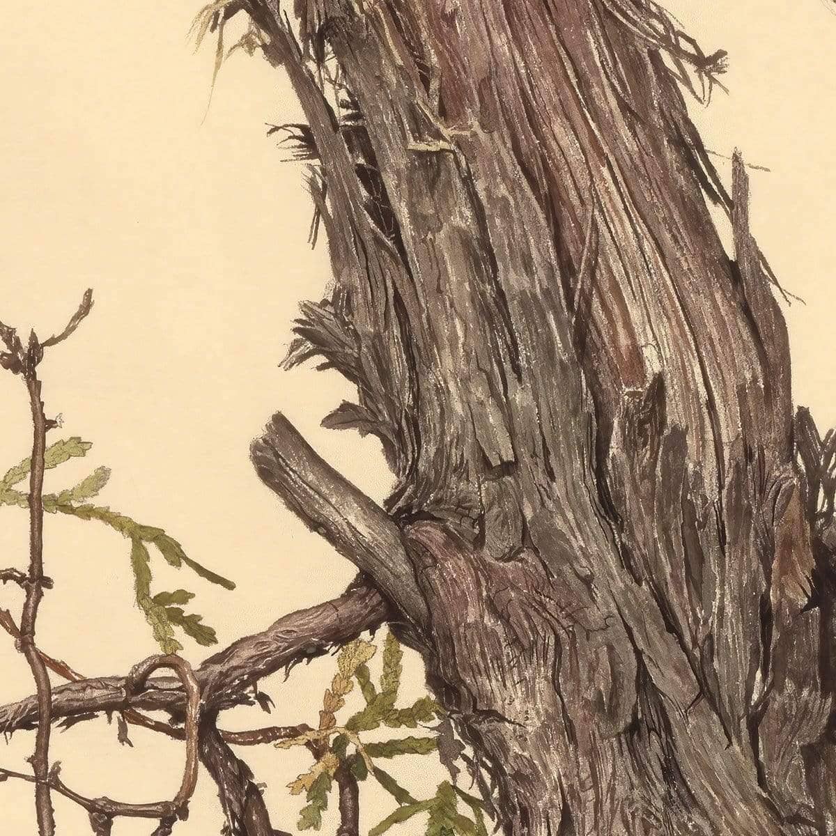 Brown Creeper - Canvas Print | Artwork by Glen Loates
