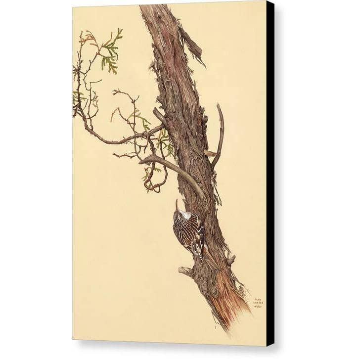 Brown Creeper by Glen Loates, gallery canvas with black wrapped edges
