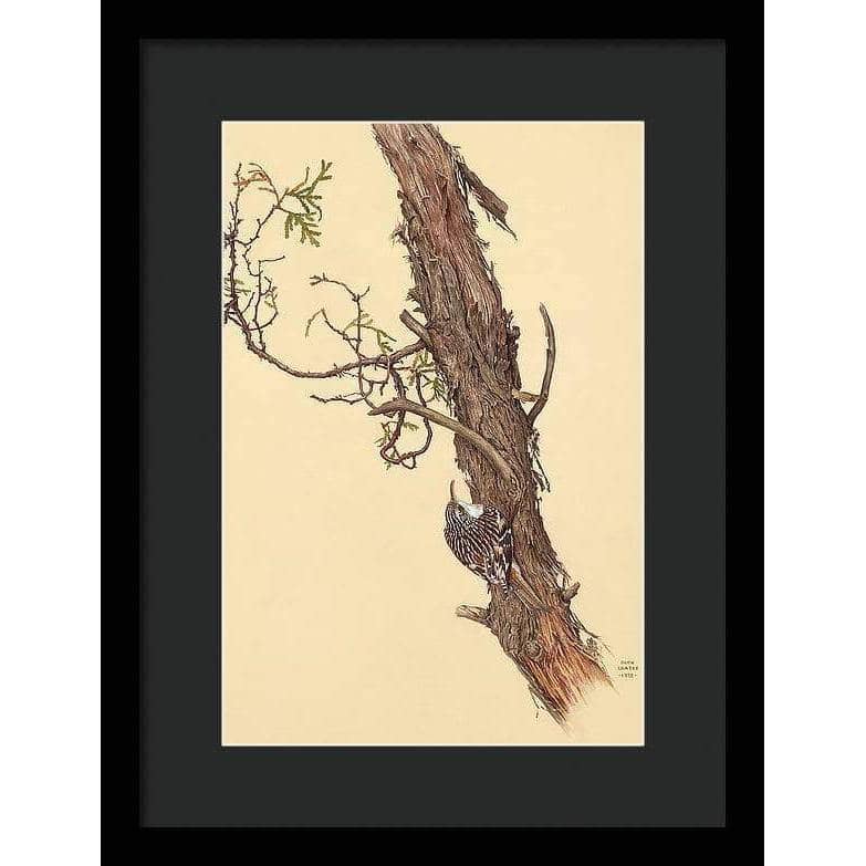 Brown Creeper - Framed Print | Artwork by Glen Loates